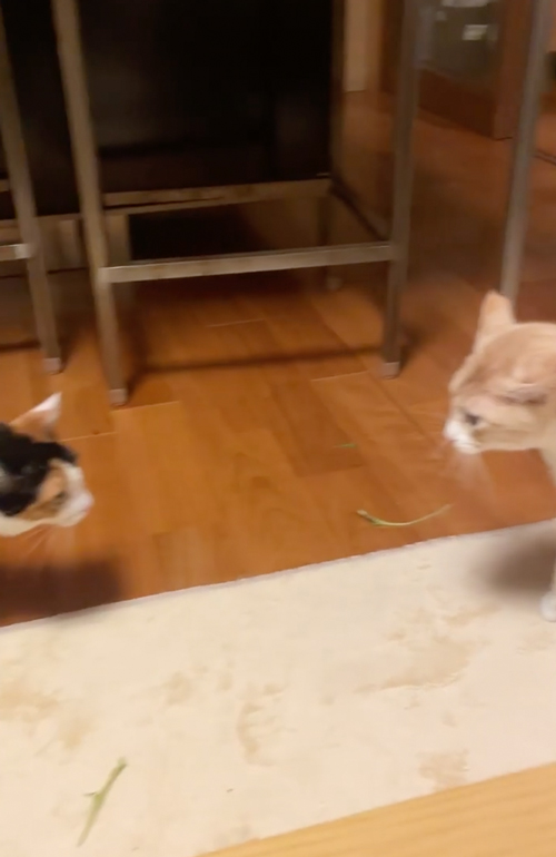 見合っている猫たち