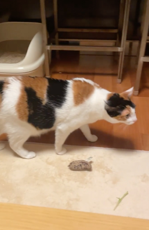 困惑するちまきちゃん