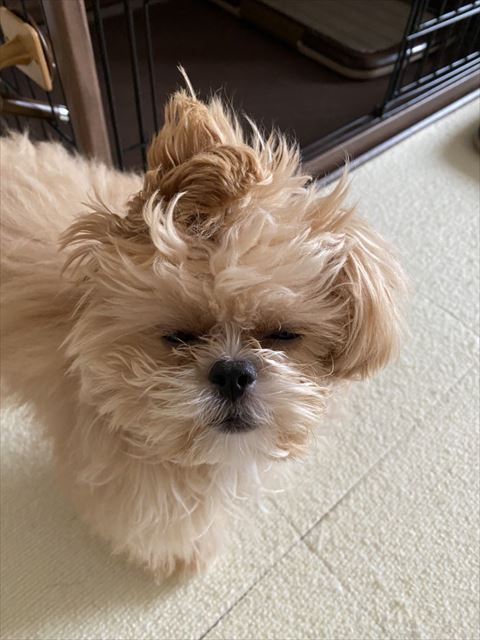 寝起きのキヌアちゃん