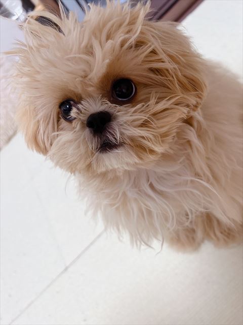 飼い主さんをみあげてる