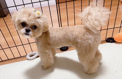 頭にお花つけてる