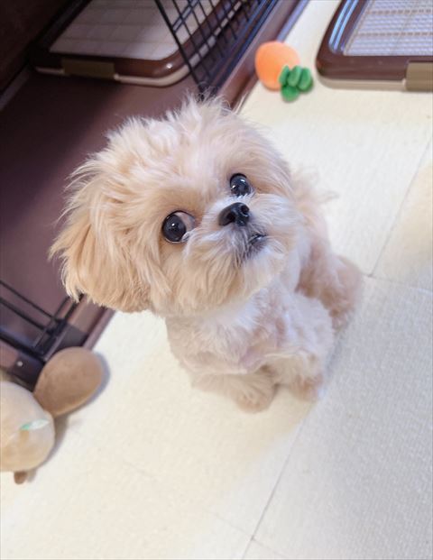 お座りしてチラ見