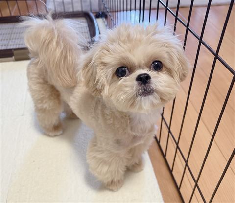 4足立ちでカメラ目線