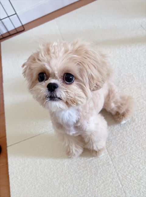 悲しそうなキアヌちゃん