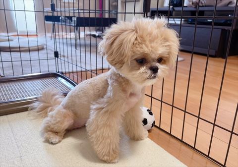 サッカーボールの隣で眠そう