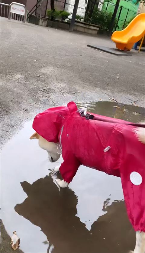 右前足でちょんちょんしてる