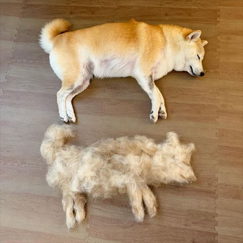 なずなちゃんと抜け毛