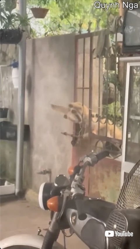 扉の隙間から逃げる犬