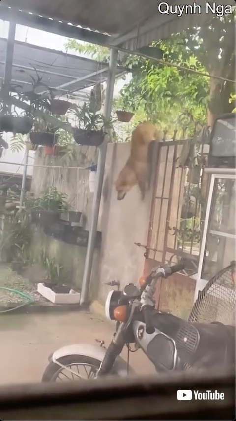 塀から飛び降りる犬