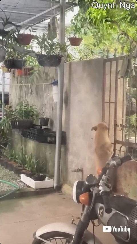扉の隙間を確認する犬