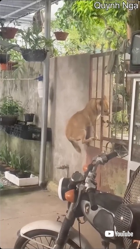 扉の隙間に突っ込む犬