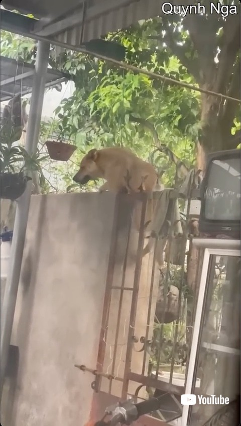 塀を上る犬