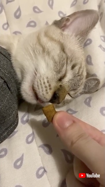 夢の中で食べている猫