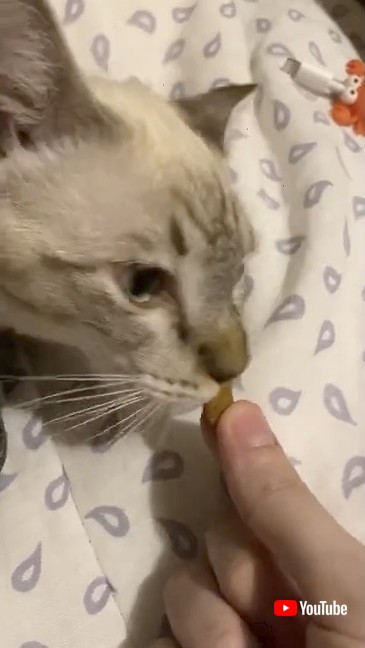 現実で食べる猫