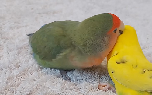 はるちゃんの羽づくろい