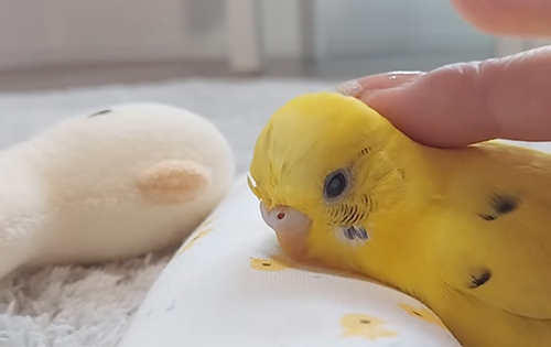 なでなでしてもらうきみちゃん
