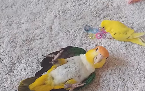 キラキラリングときなこくんと