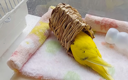 トンネルきみちゃん