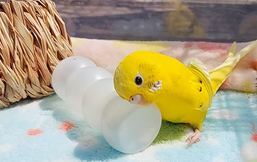日光浴きみちゃん