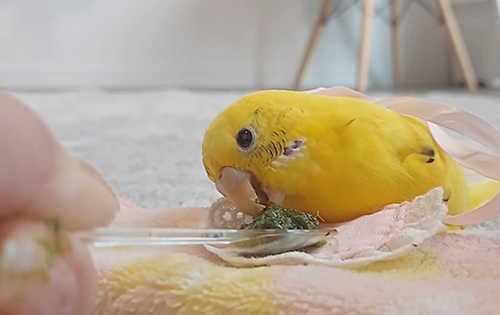 おかゆを食べるきみちゃん