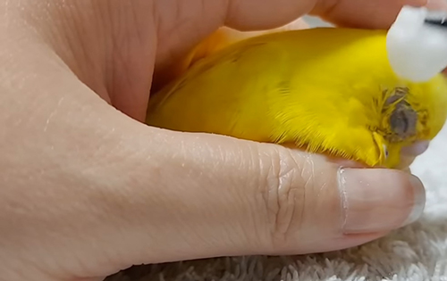 目のお手入れ