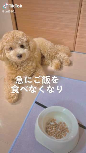 急にご飯たべなくなった愛犬