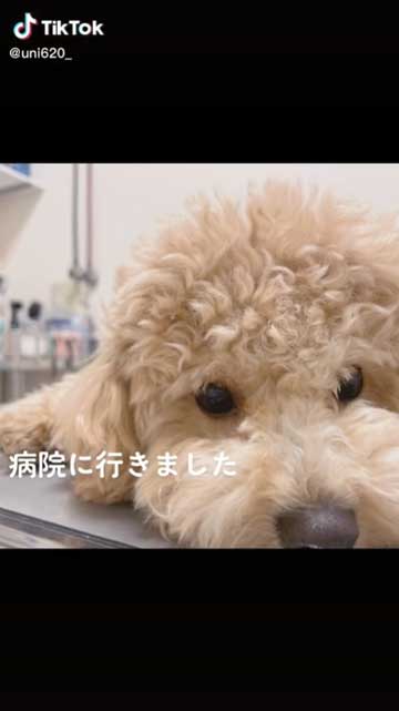 動物病院に行った犬