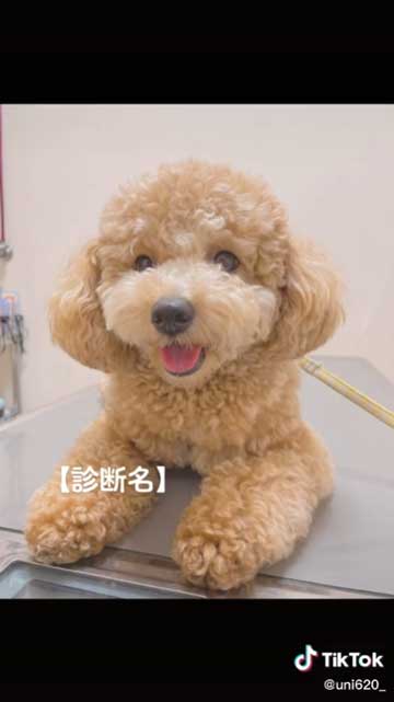 動物病院での診断結果