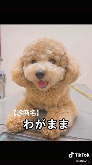 ワガママだった犬