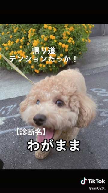 元気になった犬