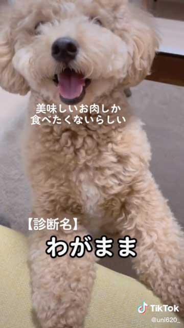 ごちそうが食べたかった犬