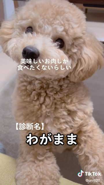 元気だった犬