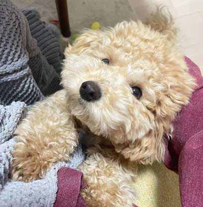 おねだりする犬