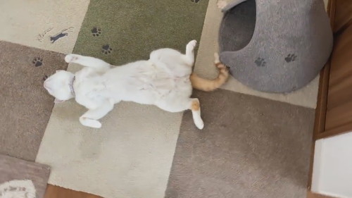 「猫との暮らしは楽しい」