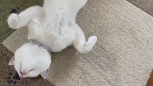 「猫との暮らしは楽しい」
