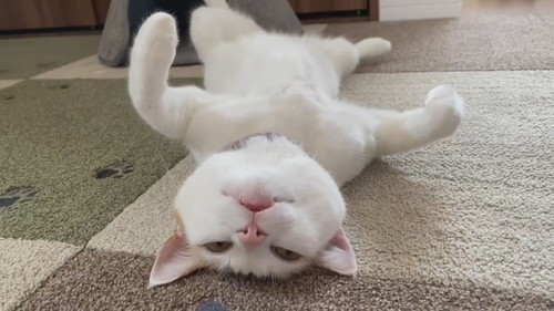 「猫との暮らしは楽しい」