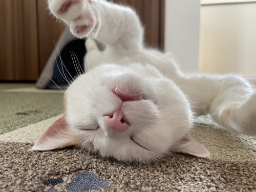むぎくん