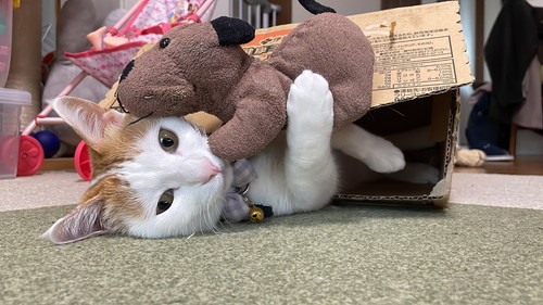 むぎくん
