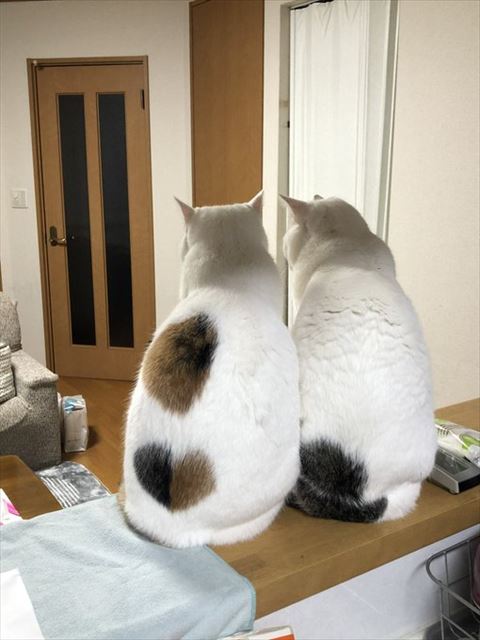 台所で寄り添う2匹