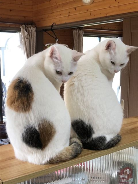 同時に下を見る2匹