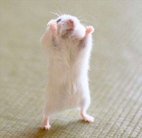 ハムスターの画像トリミング