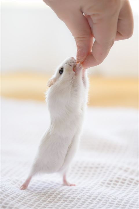 指にしがみついてるハムスター