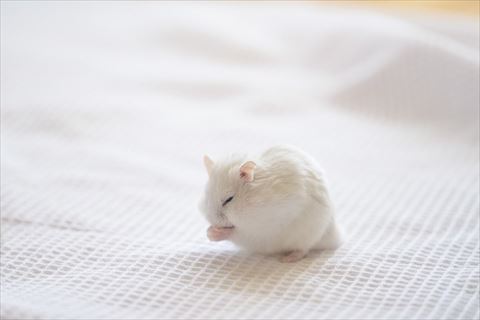 手を合わせてるみたいなハムスター