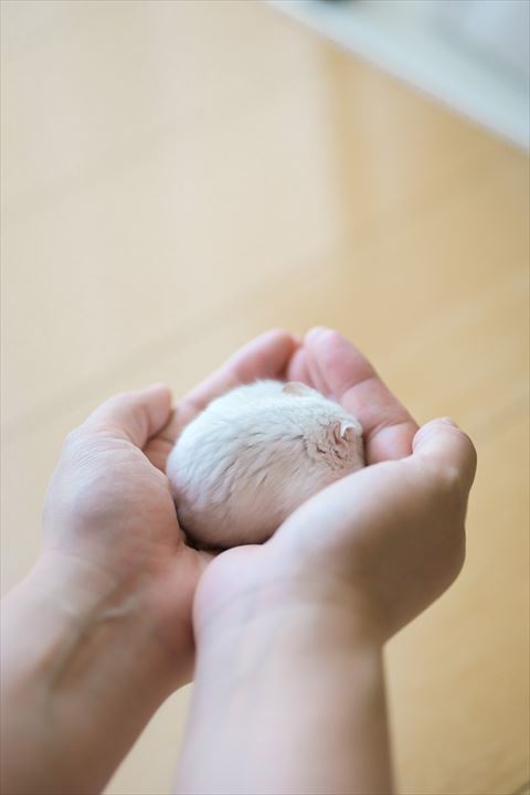 手の中で丸まるハムスター