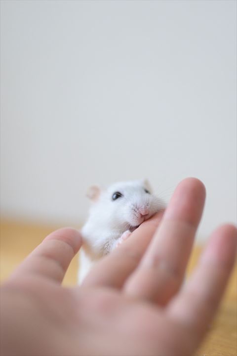 飼い主さんの指をはむはむしてるハムスター