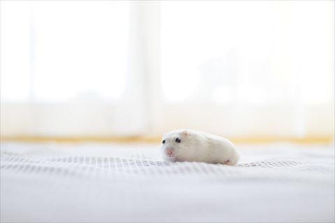 手足隠してるハムスター