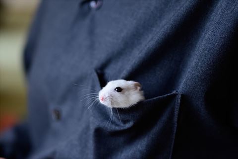 ポケットに入ってるハムスター