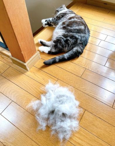 猫のブラッシング