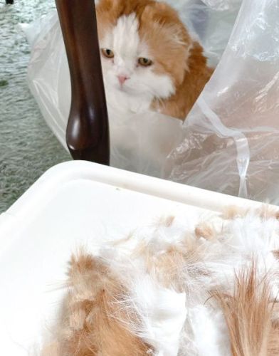 取れた猫の毛