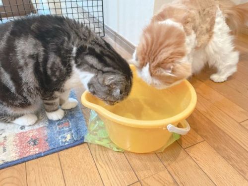 バケツの水を飲む猫